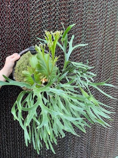 現品】ビカクシダ・キッチャクード Mt. Kitshakood Thin Leaf
