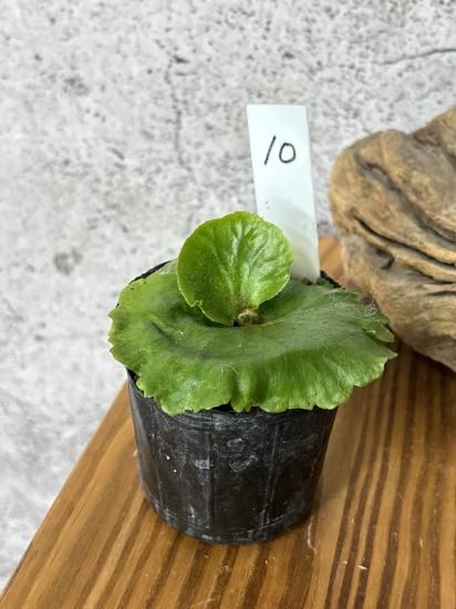 キッチャクード thin&dwarf ビカクシダ Amazon.co.jp: P.Mt.kitshakood thin frond② @bikamori.com