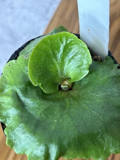 ビカクシダ、キッチャクードkitshakood thin＆dwarf Amazon.co.jp: P.Mt.kitshakood thin frond② @bikamori.com