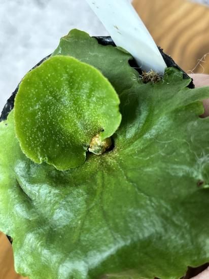 写真追加　キッチャクードthin ビカクシダ ビカクシダ キッチャクード細葉 「Platycerium kitshakood thin l