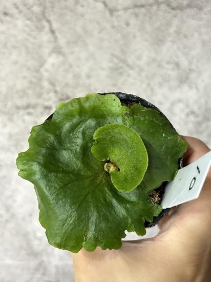 プ*ン様 Mt. Kitshakood Thin&Dwarf ビカクシダ 現品】ビカクシダ・キッチャクード Mt. Kitshakood Thin Leaf