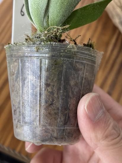 ビカクシダ バクテリア Bacteria胞子培養苗 現品】ビカクシダ・バクテリア 胞子苗 Platycerium Bacteria