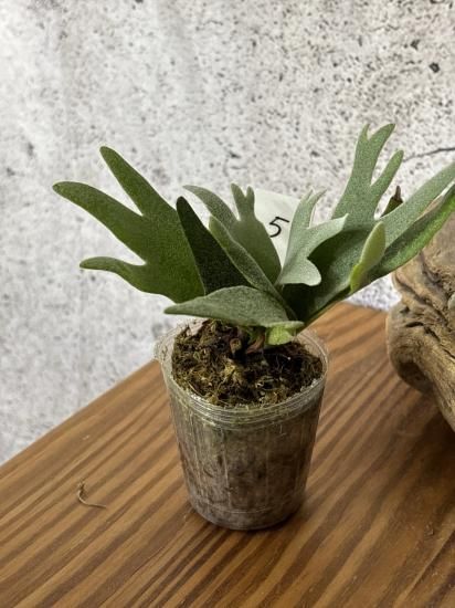 ビカクシダ バクテリア Bacteria胞子培養苗 現品】ビカクシダ・バクテリア 胞子苗 Platycerium Bacteria