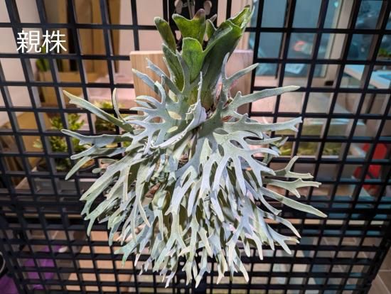 現品】ビカクシダ・バクテリア 胞子苗 Platycerium Bacteria Sporeling