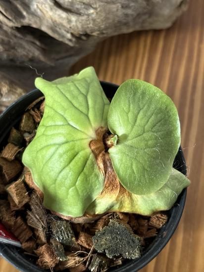 現品】ビカクシダ・コロナリウム・レサシャ Platycerium