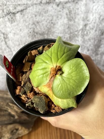 現品】ビカクシダ・コロナリウム・レサシャ Platycerium coronarium