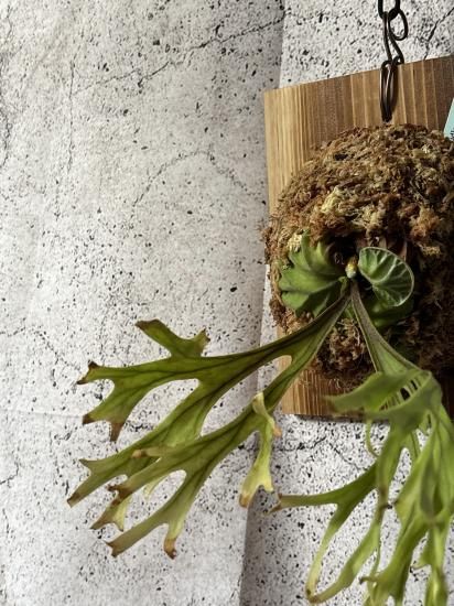 現品】ビカクシダ・リドレイ・ホーネット Platycerium ridley