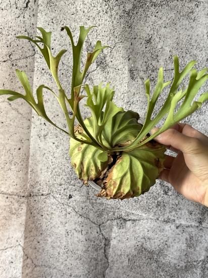 現品】ビカクシダ・リドレイ・パカーラン（パカラン