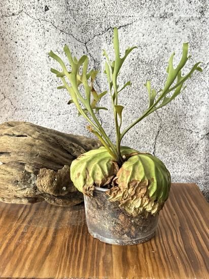 現品】ビカクシダ・リドレイ・パカーラン（パカラン