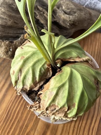 現品】ビカクシダ・リドレイ・パカーラン（パカラン） Platycerium