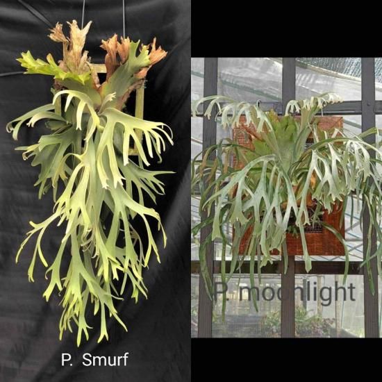 ビカクシダ 大きめのサイズ　ムーンライト P.willinckii moonlight#vp 実物はどれくらいの大きさだと思い