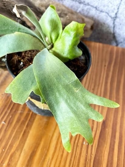 現品】ビカクシダ・スマーフxムーンライト Platycerium Smurf x