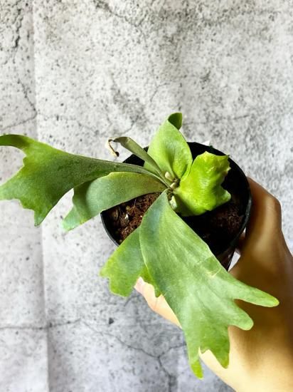 ビカクシダ willinckii Mix Smurf/Moonlight/Nang Nual Mix Spore Selected Smurf / Moonlight / Nang Nual #botanical