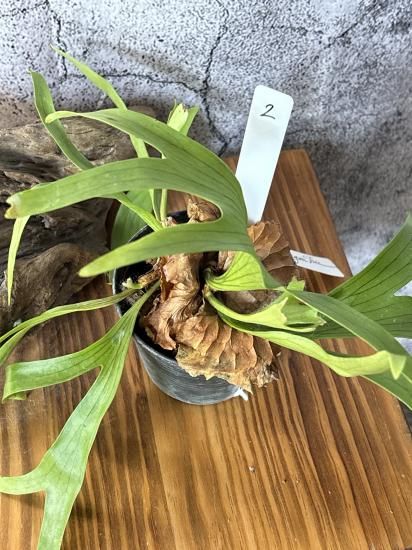 ビカクシダ P.coronarium DRAGON TREE Sporeling 現品】ビカクシダ
