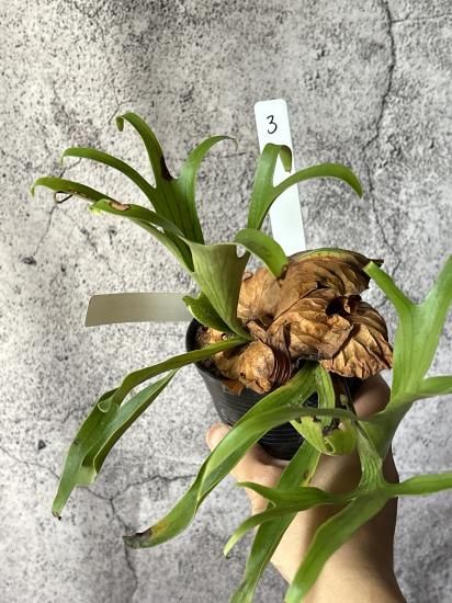 現品】ビカクシダ・コロナリウム・ドラゴンツリー Platycerium