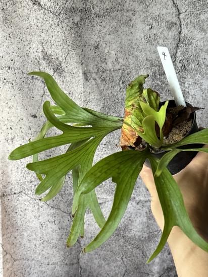 ビカクシダ P.coronarium DRAGON TREE Sporeling 2025.7/16〜】板付ビカクシダ P. coronarium 'dragon tre