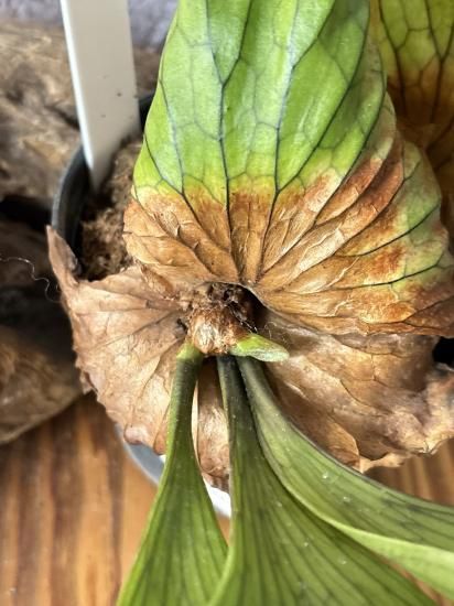 ビカクシダ P.coronarium DRAGON TREE Sporeling ビカクシダ P.coronarium DRAGON TREE Sporeling P, coronarium