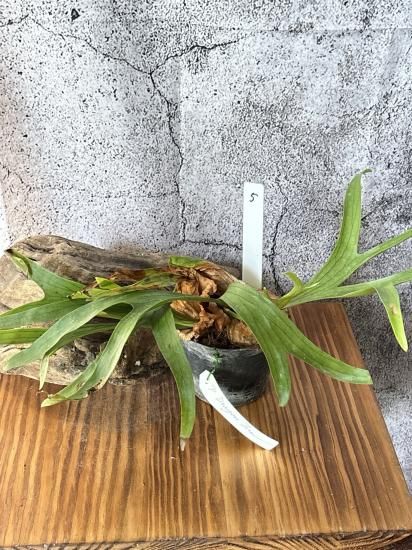 ビカクシダ P.coronarium DRAGON TREE Sporeling 2025.7/16〜】板付ビカクシダ P. coronarium 'dragon tre