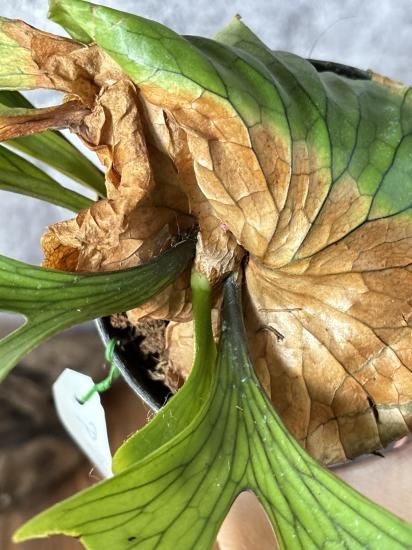 現品】ビカクシダ・コロナリウム・ドラゴンツリー Platycerium