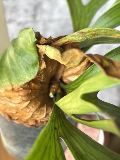 現品】ビカクシダ・コロナリウム・ドラゴンツリー Platycerium