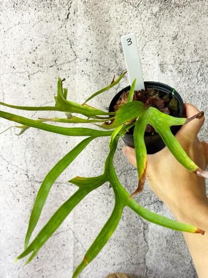 現品】ビカクシダ・コロナリウム・ワイワイ Platycerium coronarium