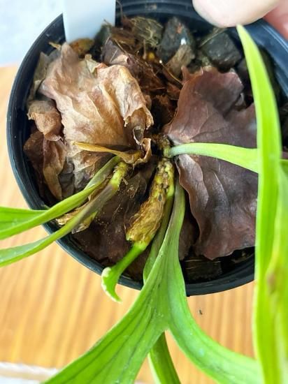 ビカクシダ コロナリウム ワイワイ waiwai P.coronarium waiwai from @vandaka_plants コロナリウムはいい