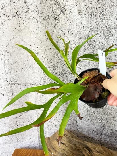 ビカクシダ コロナリウム ワイワイ waiwai P.coronarium waiwai from @vandaka_plants コロナリウムはいい