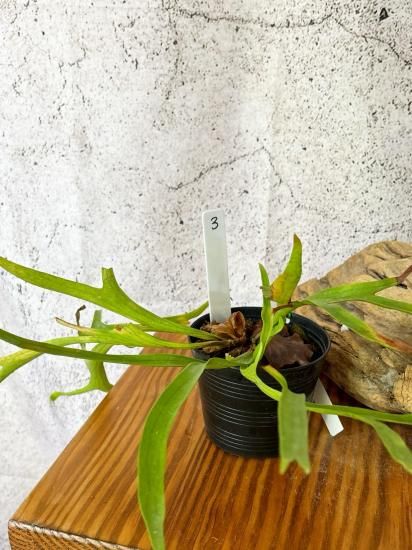 現品】ビカクシダ・コロナリウム・ワイワイ Platycerium coronarium
