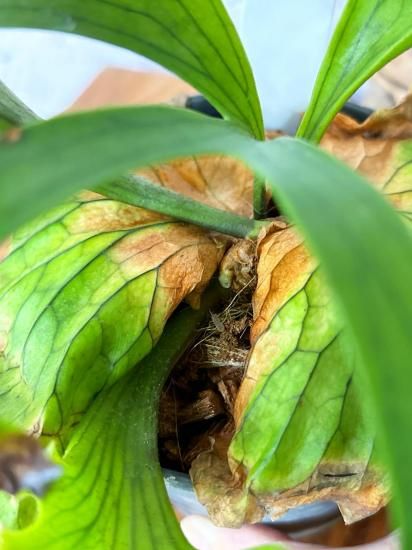 現品】ビカクシダ・コロナリウム・ドラゴンツリー Platycerium