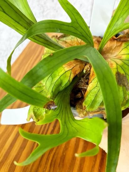 現品】ビカクシダ・コロナリウム・ドラゴンツリー Platycerium