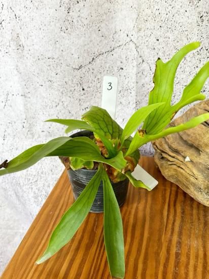 現品】ビカクシダ・コロナリウム・ドラゴンツリー Platycerium