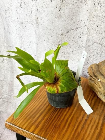 現品】ビカクシダ・コロナリウム・ドラゴンツリー Platycerium