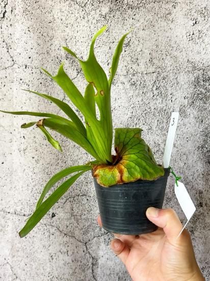 ビカクシダ P.coronarium DRAGON TREE Sporeling 2025.7/16〜】板付ビカクシダ P. coronarium 'dragon tre