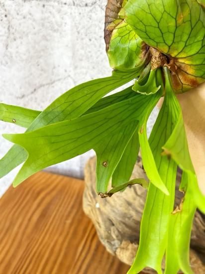 現品】ビカクシダ・コロナリウム・ドラゴンツリー Platycerium