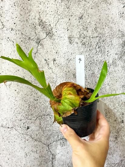 現品】ビカクシダ・コロナリウム・ドラゴンツリー Platycerium