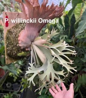 Platycerium ビカクシダ - Frontier Plants ONLINE STORE