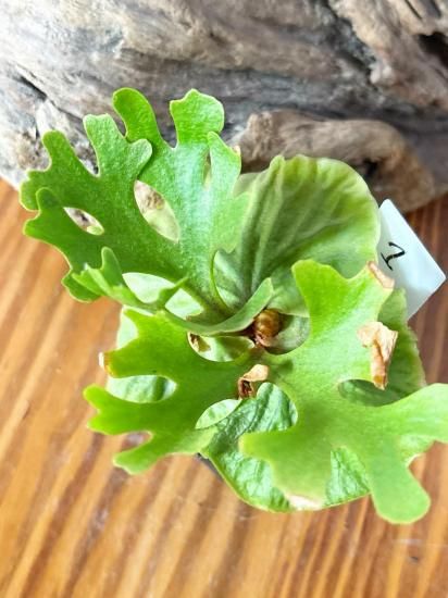 現品】ビカクシダ・リドレイ・ドワーフシルバー Platycerium