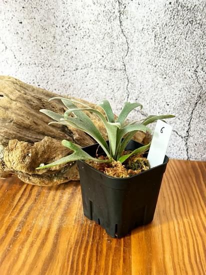 現品】ビカクシダ・ウィリンキー・ジェニー P. willinckii Jenny＃1 TC