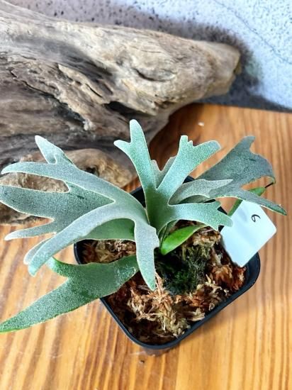 現品】ビカクシダ・ウィリンキー・ジェニー P. willinckii Jenny＃1 TC