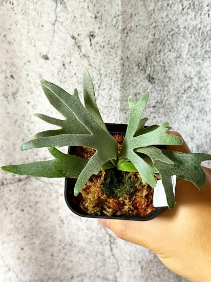 現品】ビカクシダ・ウィリンキー・ジェニー P. willinckii Jenny＃1 TC