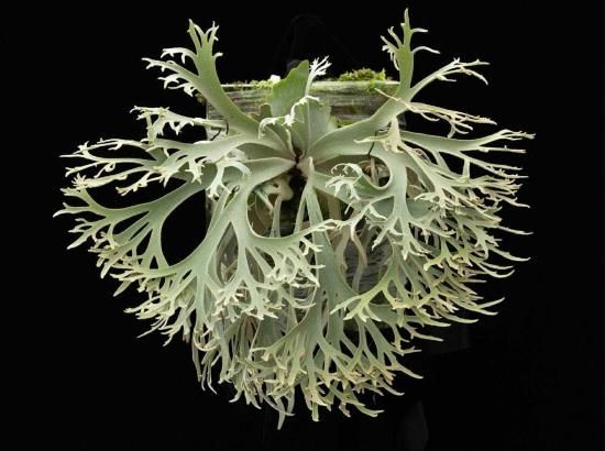 速達！メロンボーイ様！P. willinckii ’Jenny’ TC 2124 速達！メロンボーイ様！P. willinckii 'Jenny' TC 2124 速達