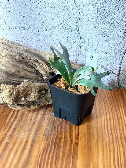 t*o様 P. willinckii ’Jenny’ TC Bare-rooted]Platy. willinckii Jenny (TC) 珍妮鹿角蕨[Dec