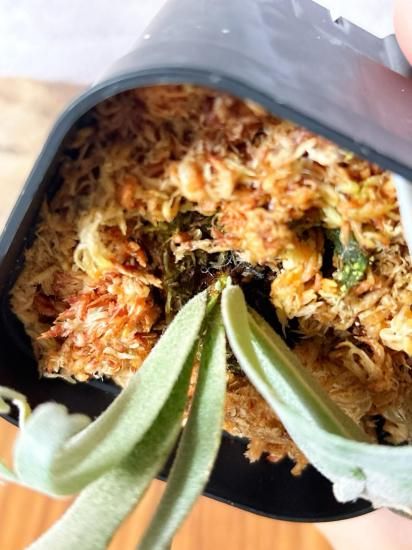 現品】ビカクシダ・ウィリンキー・ジェニー P. willinckii Jenny＃1 TC