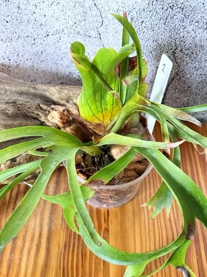 現品】ビカクシダ・コロナリウム・ワイワイ Platycerium