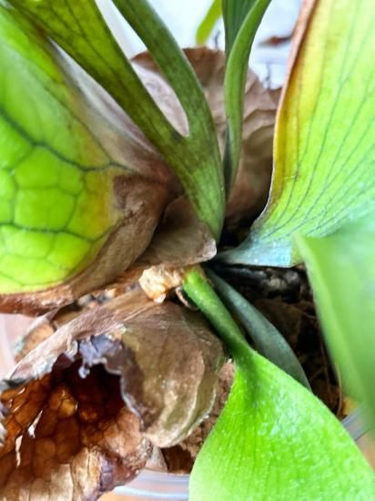 現品】ビカクシダ・コロナリウム・ワイワイ Platycerium coronarium