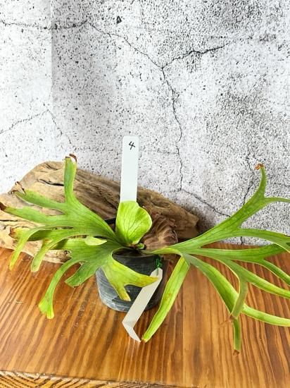 現品】ビカクシダ・コロナリウム・ワイワイ Platycerium