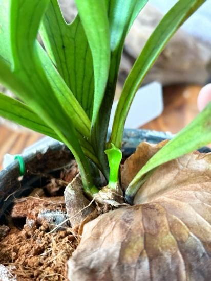 現品】ビカクシダ・コロナリウム・ワイワイ Platycerium