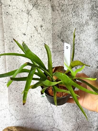 現品】ビカクシダ・コロナリウム・ワイワイ Platycerium