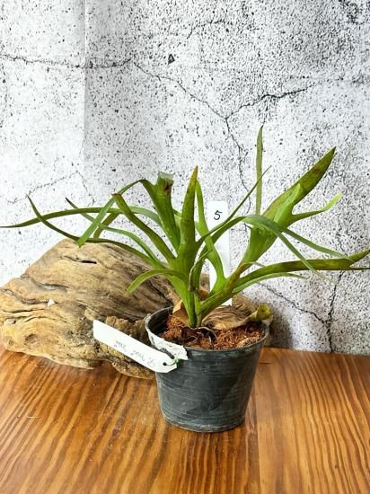 現品】ビカクシダ・コロナリウム・ワイワイ Platycerium