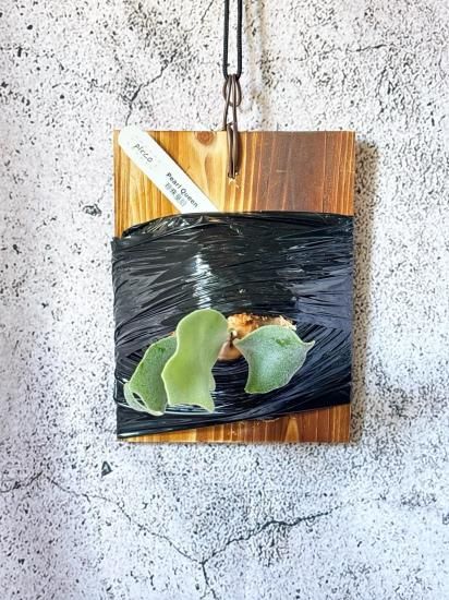 現品】ビカクシダ・パールクイーン オリジナルクローン